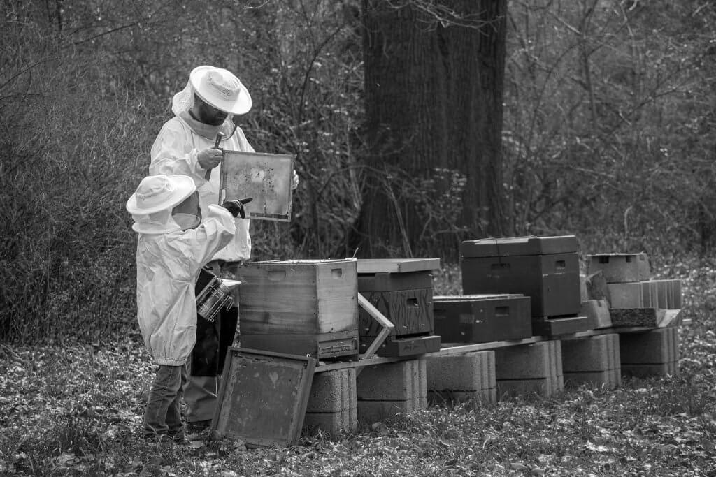 image of beekeeper and child collecting manuka honey