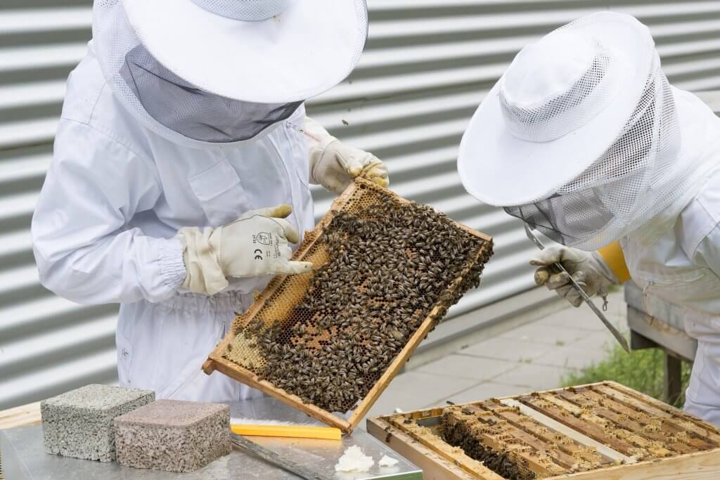 image of 2 beekeepers, one is running his finger through a honeycomb