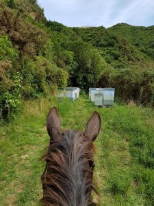looking at beehives between the ears of a horse
