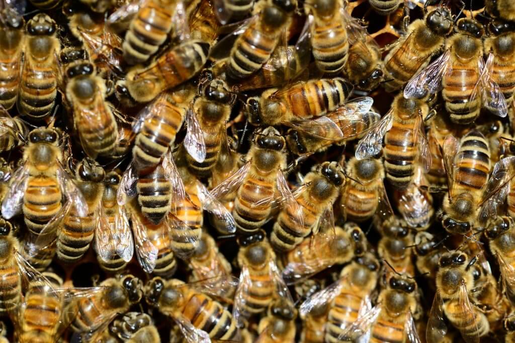 image of many bees together in a hive
