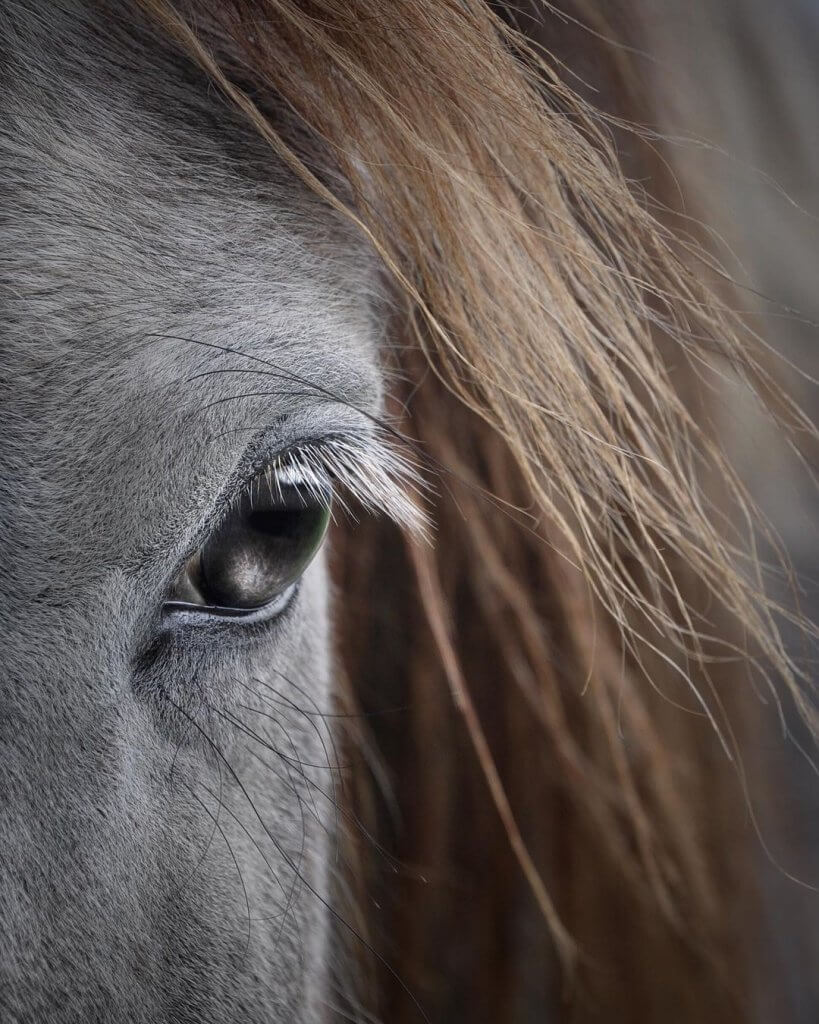 image of a horse's head. He has a kind eye